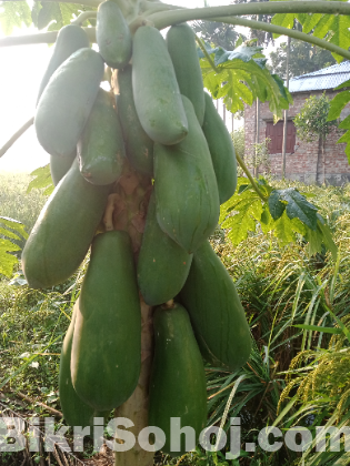 papaya seeds